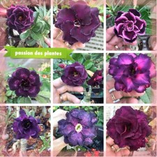 Adenium obesum mix - purple, 1