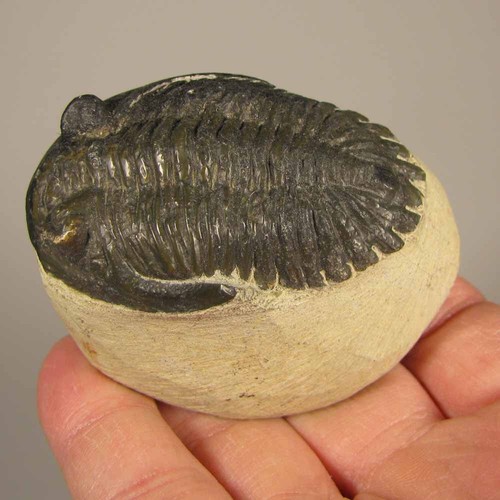 Hollardops trilobite - hollardops,