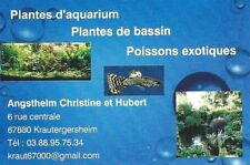 poster fond aquarium