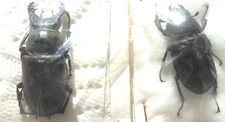 LUCANUS cervus ssp. fabiani M