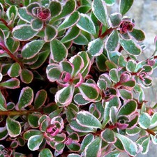 Sedum spurium tricolor - 'tricolor',