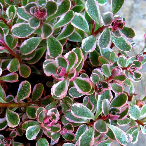 Sedum spurium tricolor - sedum, 'tricolor'