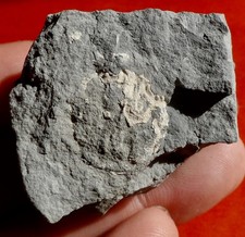 CRABE FOSSILE ÉOCÈNE D'ESPAGNE , TITANOCARCINUS