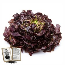 500 Graines - Laitue Feuille