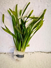 Vallisneria Torta,Petit