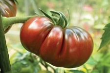 35 Graines de Tomate Noire De Crimée - légume ancien - semences paysannes