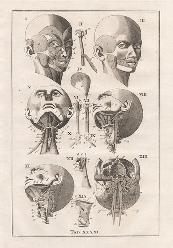 Crâne humain anatomie - crâne,