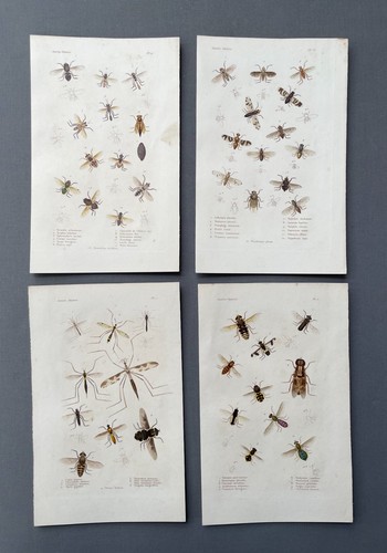 Histoire naturelle - histoire,