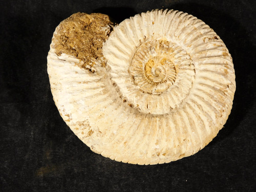 Larger 111 million year - 111,