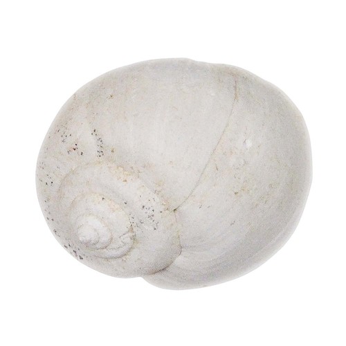 Coquillage ampullella