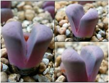 10 graines de LITHOPS meyeri