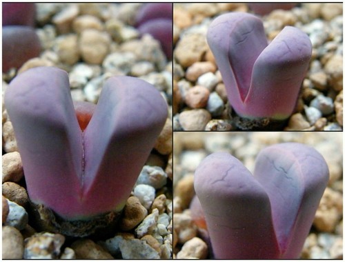 Graines lithops meyeri - 10,