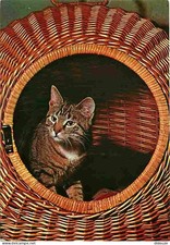 Animaux - Chats - Chat dans un panier en osier - CPM - Voir Scans Recto-Verso