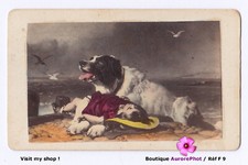 Chien saint bernard fillette - saint-bernard, &