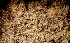 500 gr de mélange 100%BIO coupé a 70% BLOND VIRGINIE et  30% BRUN BURLEY  0.4