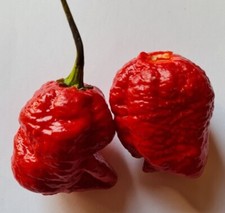 20 graines de piment rouge Trinidad Moruga Scorpion