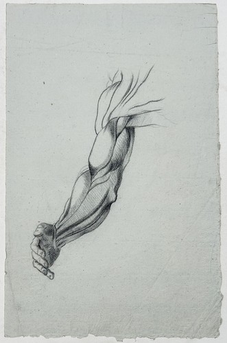 étude anatomique bras - Étude, du