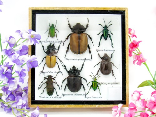 Insectes exotiques réel - -,