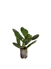 10 pièces plantes grasses