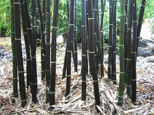 Black bamboo seeds - black,