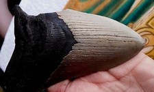 4.85" MEGALODON SHARK TOOTH