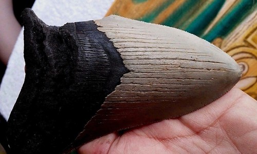 Megalodon shark tooth - 4.85",