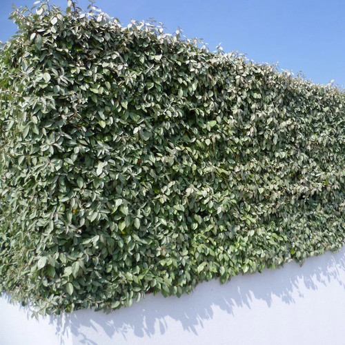 Elaeagnus ebbingei eleagnus - elaeagnus,