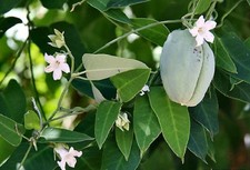 RARE 12 graines de FAUX KAPOK (Araujia Sericifera)G546 MOTH VINE SEEDS SEMILLAS