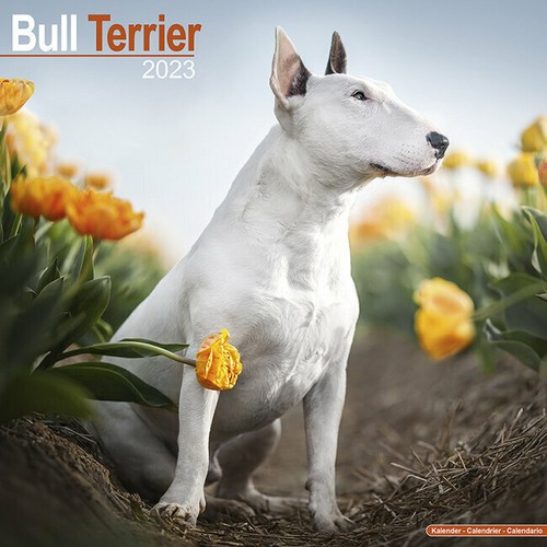 Calendrier 2023 bull terrier - -,