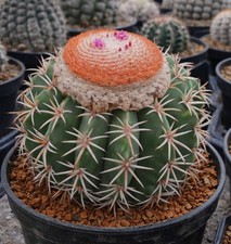 Melocactus zehntneri HU161 10