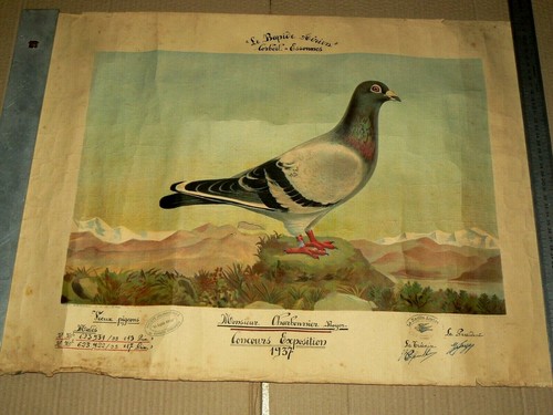 Pigeon voyageur corbeil - pigeon,
