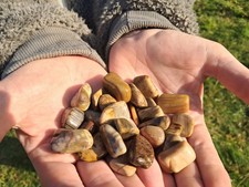 Bois Fossilisé (Pétrifié) - Pierre Roulée (pour 5 pierres)