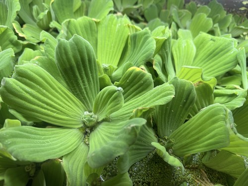 Lot plantes flottantes - de, 5