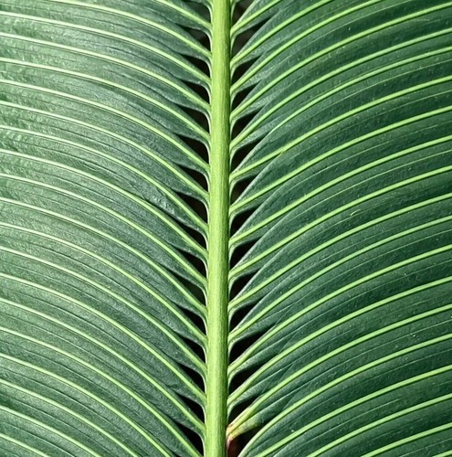 Cycas rumphii seeds graines - -,