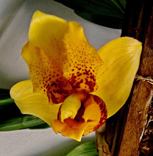 Stanhopea lave sun spots - stanhopea,