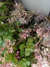 5   raçinées  de ce bel aéonium  floraison  tres longue printemps+tillandsia