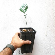 Encephalartos cupidus robusta SEEDLING - Cycade de Modjadji | Cycade de Cupidon