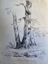 Très Belle Gravure Arbre