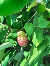 Lot de 4 rizhomes awapuhi, shampoo ginger, zingiber zerumbet frais et vigoureux