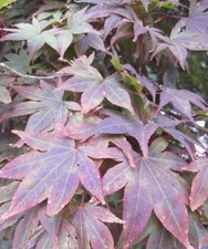 ♫ ERABLE du Japon Rouge -