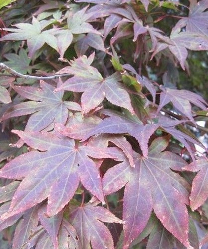 Erable japon rouge - du,