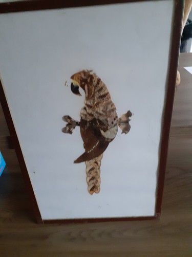 Cadre taxidermie perroquets - cadre,