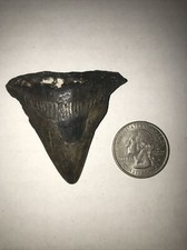 prehistoric shark tooth