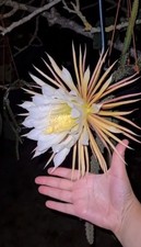 50 graines Selenicereus Grandiflorus