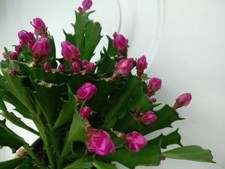 Schlumbergera "Thor wild