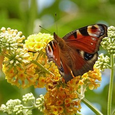 Buddleia weyeriana 'Sungold' -