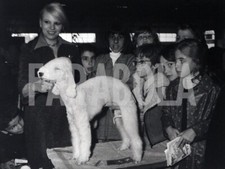 Photo de presse vintage Bedlington Terrier Al Parc Des Expositions, 1975, tirage