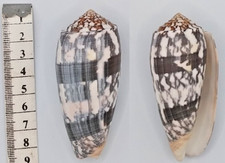 Coquillage de collection