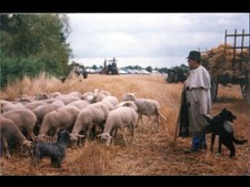 MONTAILLE prés de SAINT-CALAIS (72) TRAVAUX AGRICOLES & BERGER avec MOUTONS