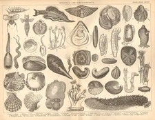 1874 Imprimé ~ Mollusca &